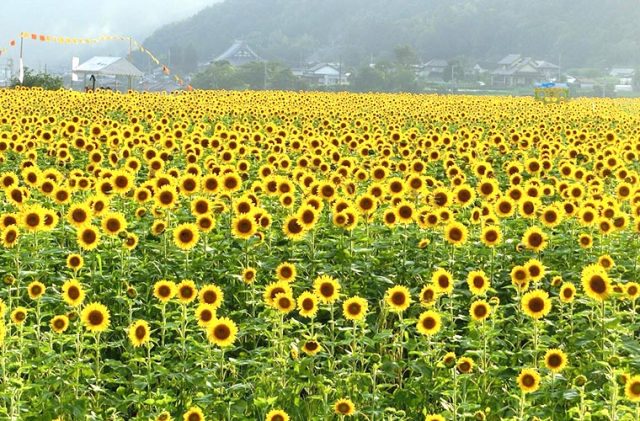 外出付添サービスで佐用町のひまわり畑へ行ってきました。